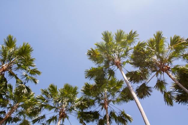Palma jawajska lub Livistona rotundifolia w ogrodzie botanicznym