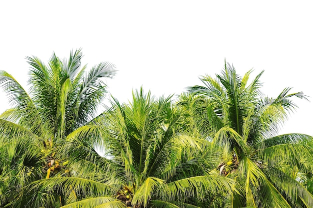 Palma kokosowa na białym tle nieba