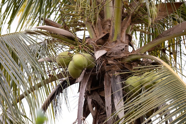 Zdjęcie palma kokosowa z gatunku cocos nucifera