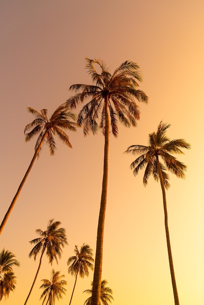 palma kokosowa z pięknym niebem i kopią przestrzeni