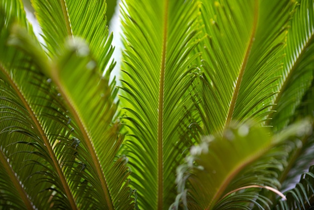 Palma liść tekstura palma kokos liście natura zielone tło tropikalne drzewa projekt