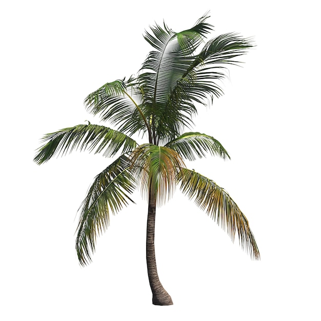 palma na białym tle, ilustracja 3D, renderowanie cg