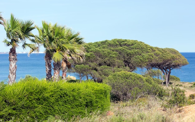 Palma na brzegu oceanu na tle nieba i wody.