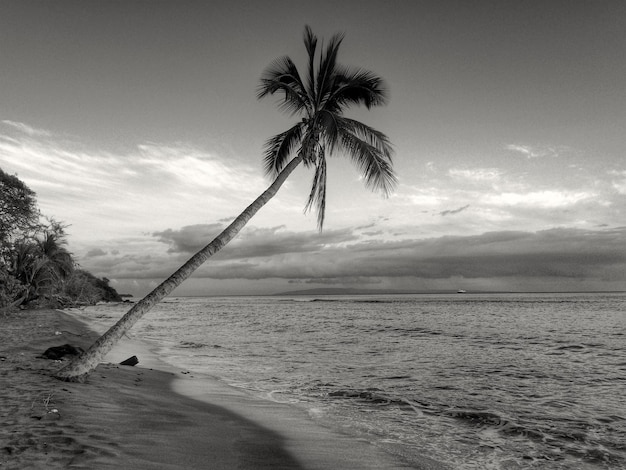 Palma na plaży na tle nieba