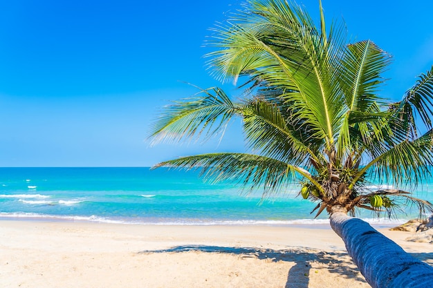 Zdjęcie palma na plaży na tle niebieskiego nieba