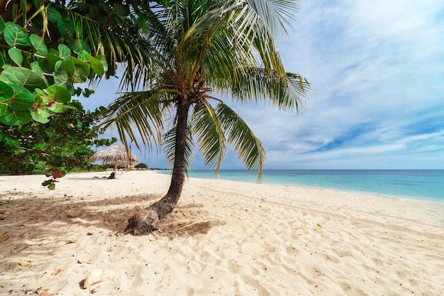 Palma na plaży