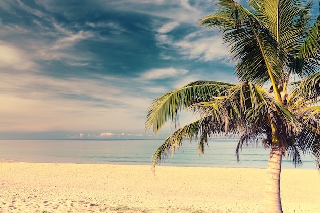 Palma Na Tropikalnej Plaży W Phuket, Tajlandia