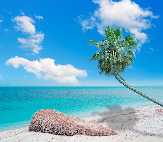 Palma na tropikalnej plaży