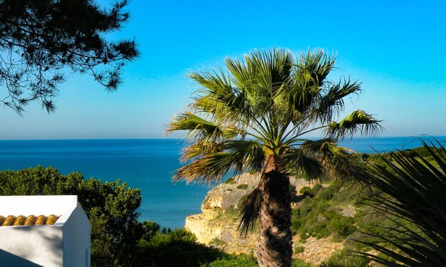 Palma nad morzem na tle czystego nieba