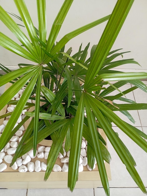 Palma palmowa jest gatunkiem rośliny ozdobnej należącej do rodzaju Rhapis z rodziny Arecaceae