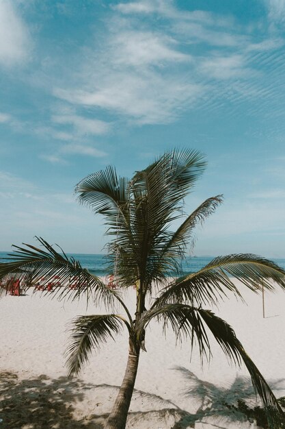 Palma rosnąca na plaży w słoneczny dzień