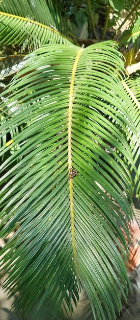 Zdjęcie palma w ogrodzie jest symbolem tropikalnego klimatu.