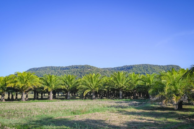 Palma w ogrodzie palmowym górskie wzgórze tło natura i światło słoneczne poranne słońce plantacja oleju palmowego dorastanie rolnictwo dla rolnictwa Azja