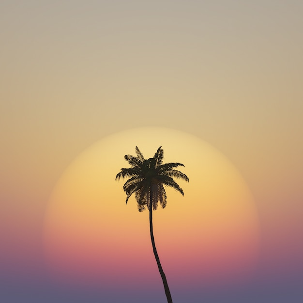 palma z ciepłym zachodem słońca