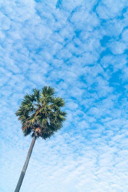 palma z pięknym błękitnym niebem i chmurami
