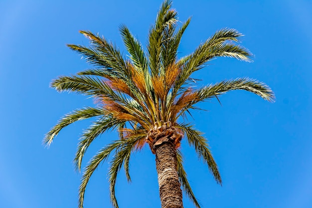 Palma z zielonymi liśćmi i datami z błękitnym niebem w słoneczny dzień.