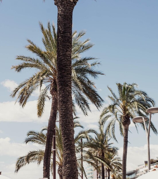 Palma znajduje się obok plaży z błękitnym niebem i kilkoma chmurami.