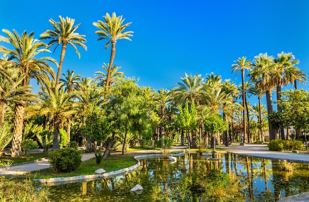 Palmeral of Elche