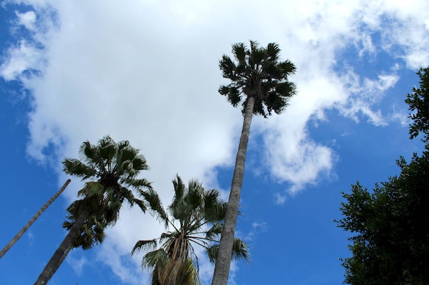 palmeras en perspectiva de abajo hacia arriba con el cielo azul