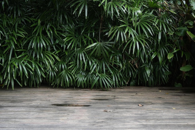 Palmka o szerokich liściach z drewnianą podłogą