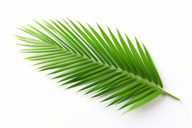 Palmowe liście na białym tle