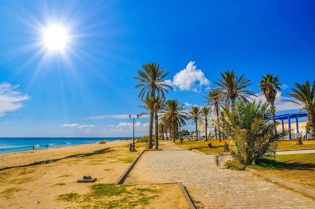 Palmy daktylowe na słonecznej plaży w Hammamet Tunezja