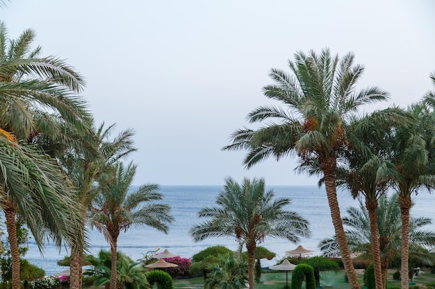 Palmy daktylowe na tle wybrzeża morskiego i błękitnego nieba. Zdjęcie poziome