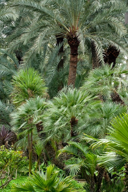 Palmy daktylowe w ogrodzie botanicznym El Huerto del Cura. Elche, Alicante, Costa Blanca, Hiszpania