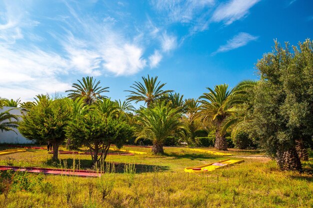 Palmy Daktylowe Z Błękitnym, Czystym Niebem W Hammamet W Tunezji