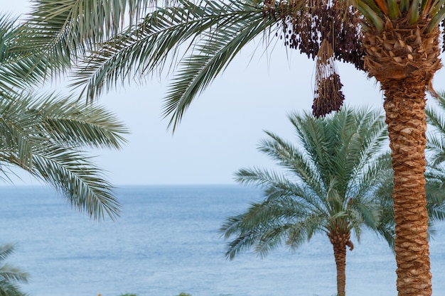 Palmy daktylowe z owocami na tle błękitnego nieba i spokojnego morza.