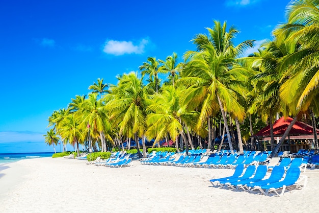 Palmy i krzesła na karaibskiej tropikalnej plaży