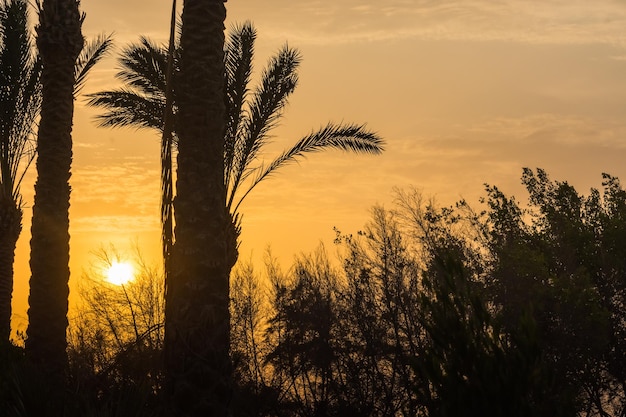 Palmy i krzewy podczas ciepłego zachodu słońca