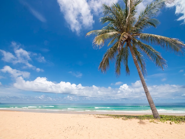 Palmy kokosowe i tropikalne morze. Letnie wakacje i koncepcja tropikalnej plaży. Palma kokosowa rośnie na białej, piaszczystej plaży. Alone palmy kokosowe przed plażą wolności Phuket, Tajlandia.