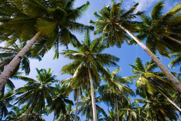 Palmy kokosowe na niebieskim niebie. Indonezja. Ocean Indyjski.