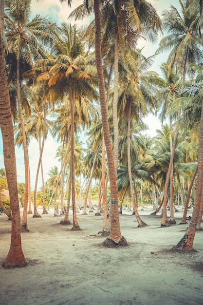 Palmy kokosowe na tropikalnej wyspie Palmy kokosowe spokojny charakter spokojny widok Tropics