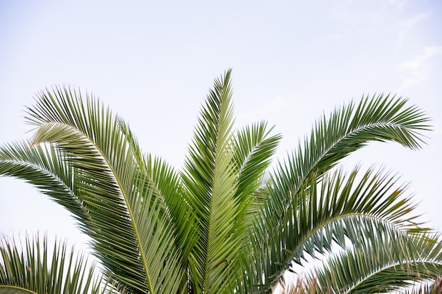 Palmy kokosowe piękne tropikalne tło palmy na tle błękitnego nieba Cloudscape