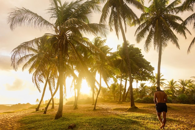 Palmy kokosowe pod niebem o zachodzie słońca