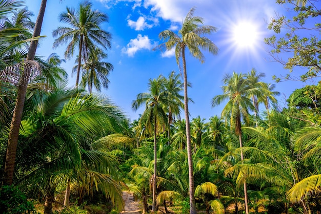 Palmy kokosowe w dżungli Wyspa Koh Phangan Suratthani Thaila
