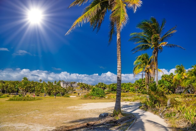 Palmy kokosowe w pobliżu ruin Majów w Tulum Riviera Maya Jukatan Morze Karaibskie Meksyk