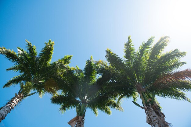 Palmy krajobraz Tropikalny liść palmowy tło palmy kokosowe Letnia tropikalna wyspa wakacje wzór