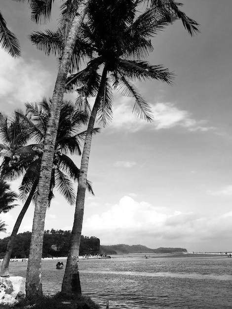Palmy na plaży na tle nieba