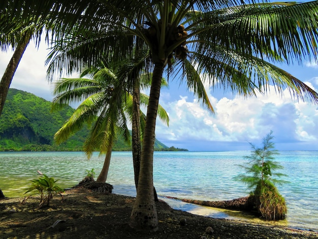 Zdjęcie palmy na plaży na tle nieba