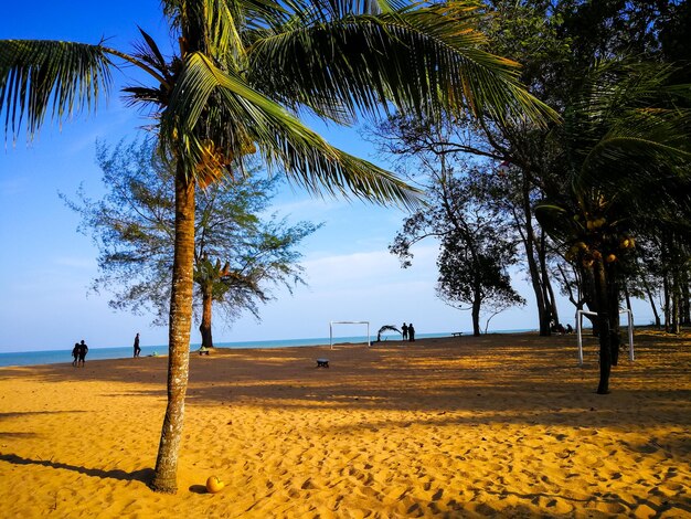 Zdjęcie palmy na plaży na tle nieba