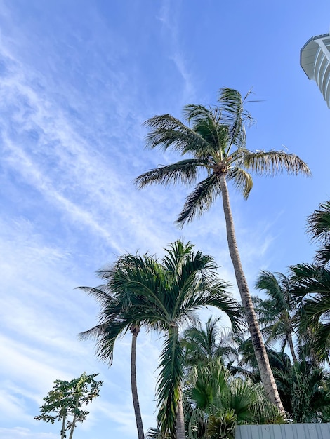 Palmy na plaży w Miami Beach