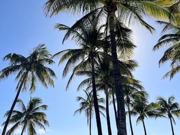 Palmy na plaży w Miami Beach