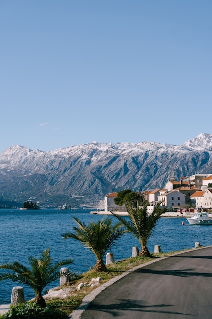 Palmy na skarpie w mieście perast czarnogóra