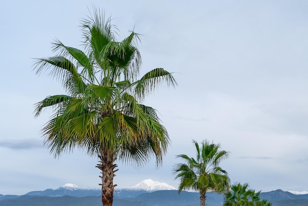 Palmy na tle ośnieżonych gór krajobraz zimowego wybrzeża Morza Egejskiego w Turcji