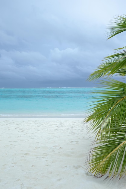 Palmy na tropikalnej plaży