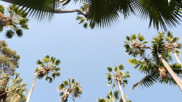 Palmy na ulicy w pobliżu Los Angeles wybrzeża Kalifornii letnie wakacje