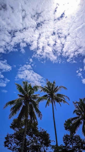 Palmy pod błękitnym niebem z chmurami